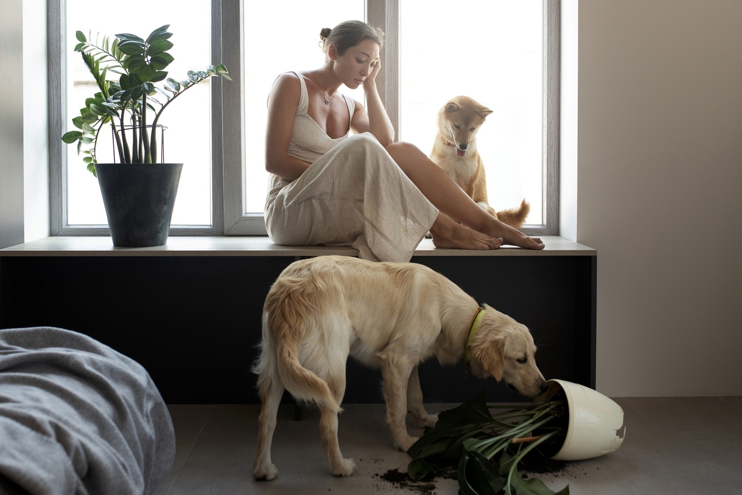 Konflikty medzi psíčkarmi a susedmi – kto má aké práva?