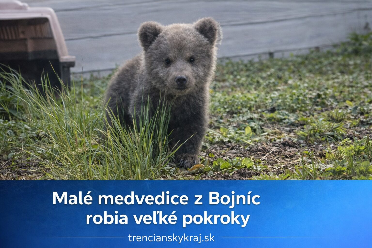 Malé medvedice z Bojníc robia ďalšie pokroky. Najnovšie zábery potešili tisíce ľudí