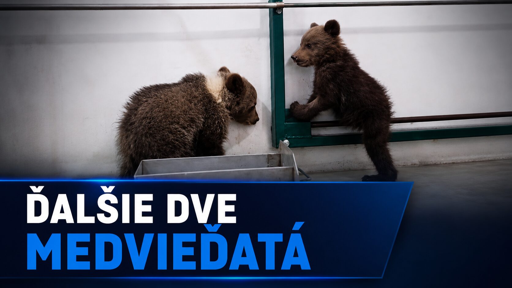 Rehabilitačná stanica prijala ďalšie dve medvieďatá. Kapacity sa však rýchlo napĺňajú